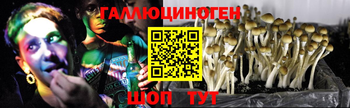 Псилоцибиновые грибы Psilocybine cubensis  Псилоцибиновые грибы Cubensis  Домодедово  Вход с VPN 